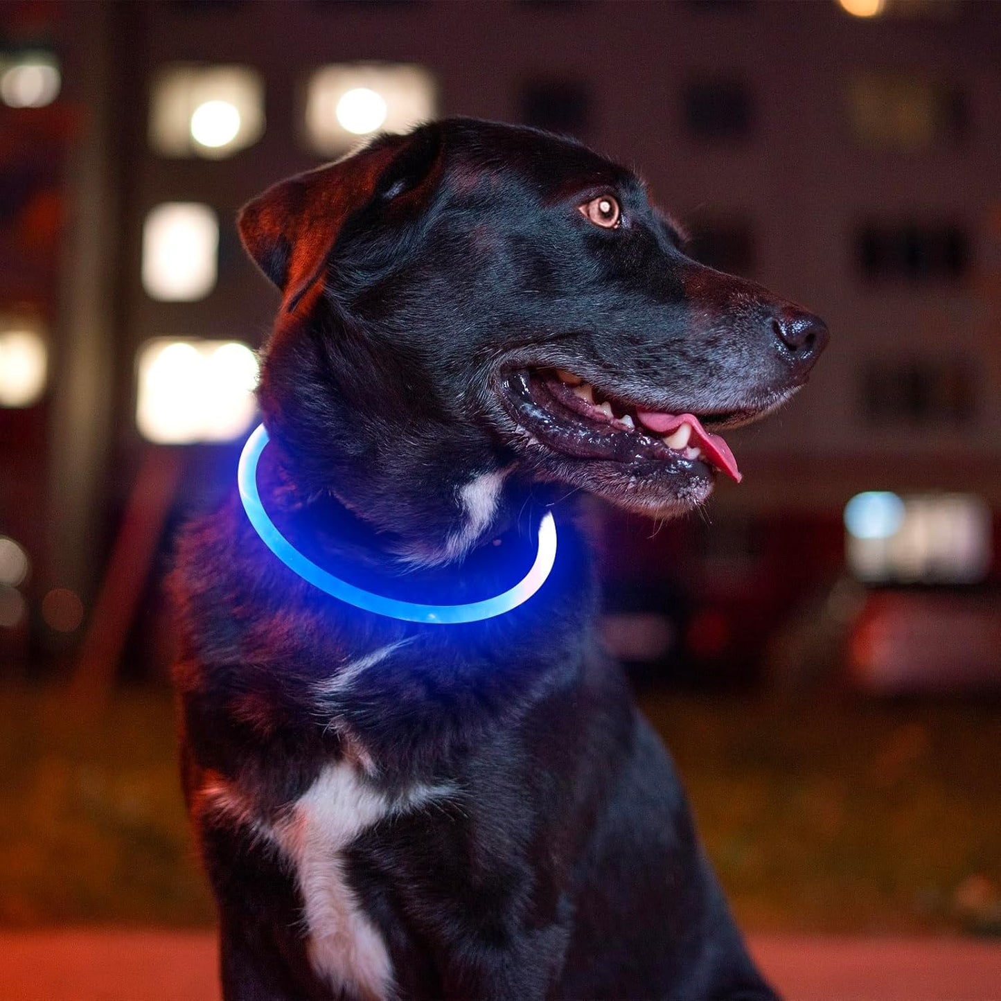 Light up Dog Collar, USB Rechargeable Flash Dog Necklace Light, Pet Safety Collar Makes Your Beloved Dogs Be Seen at Night for Small Medium Large Dogs