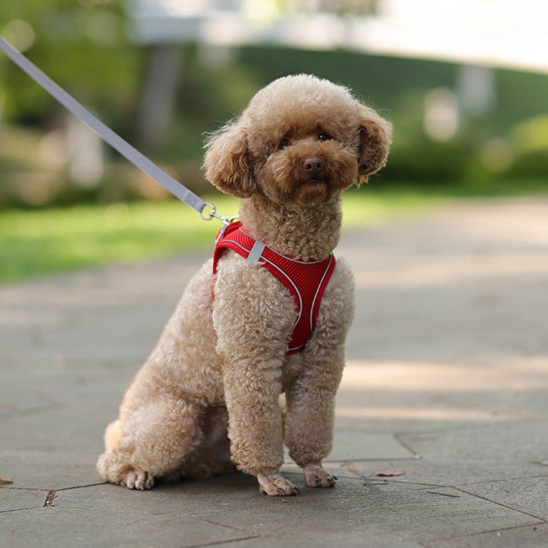 No-Pull Dog Harness & Leash Set